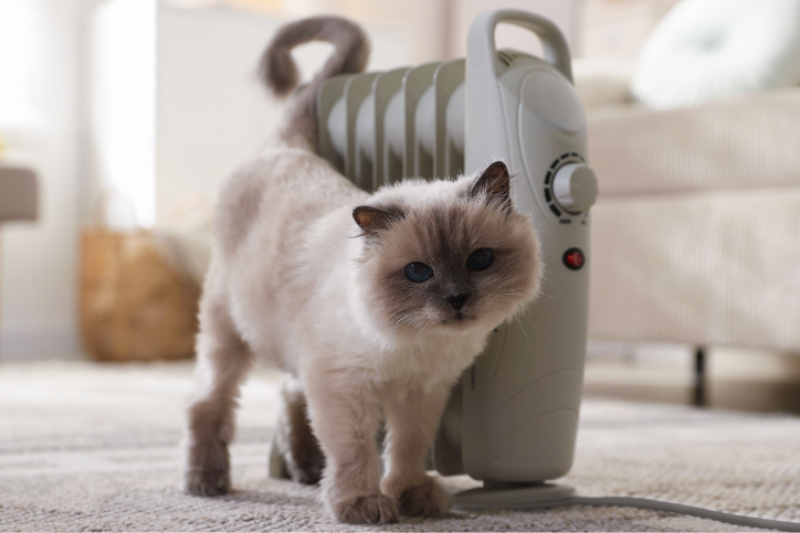 Cute cat near heater in living room during house sit